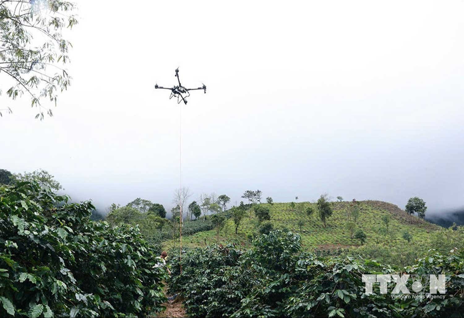 Dùng UAV vận chuyển cà phê từ vườn xuống điểm tập kết dưới chân đồi tại xã Mường Ảng, tỉnh Điện Biên. (Ảnh: TTXVN phát)
